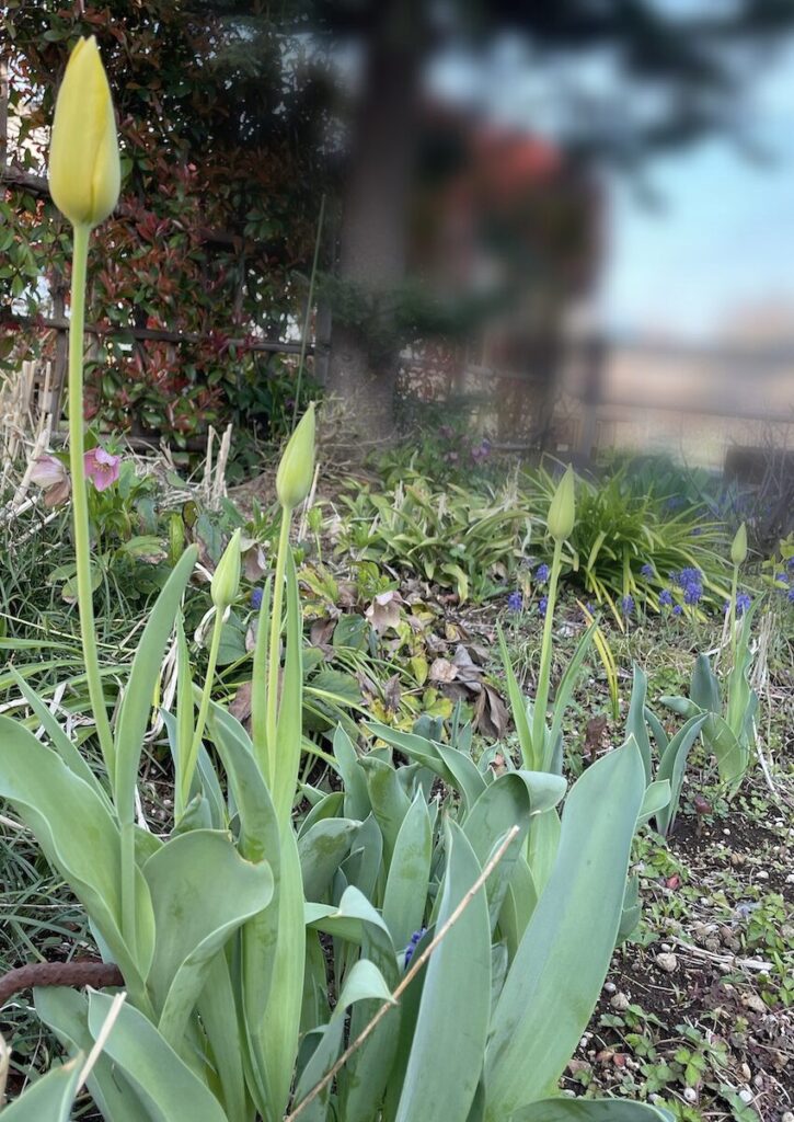 チューリップ│蕾が膨らむ様子