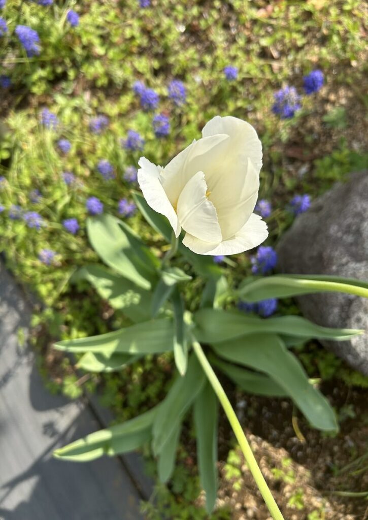 チューリップ│白いお花の開花