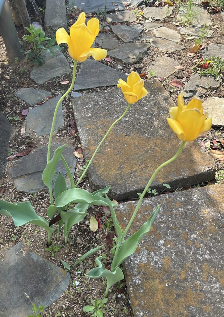 チューリップ│白と黄色のお花