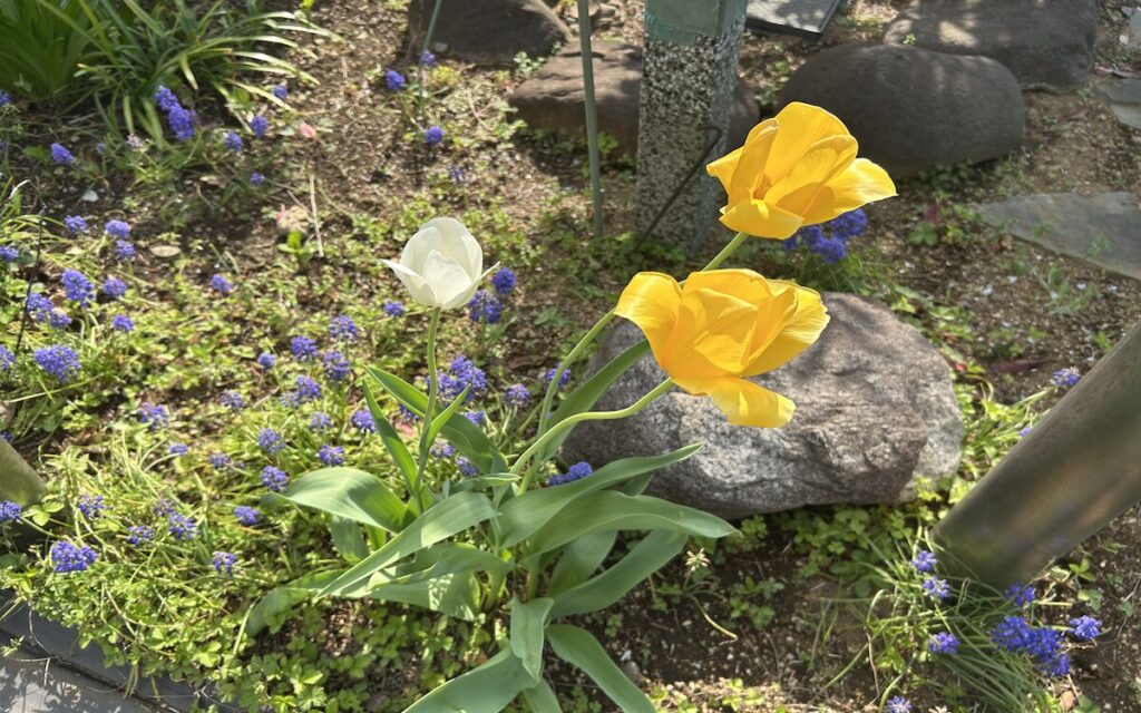 チューリップ│白と黄色のお花