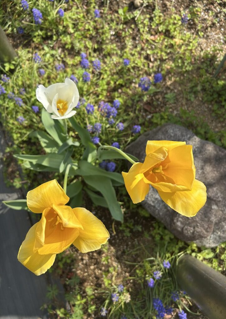 チューリップ│白と黄色のお花