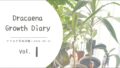 ドラセナ育成vol.1｜静かな冬と、春を待つ時間