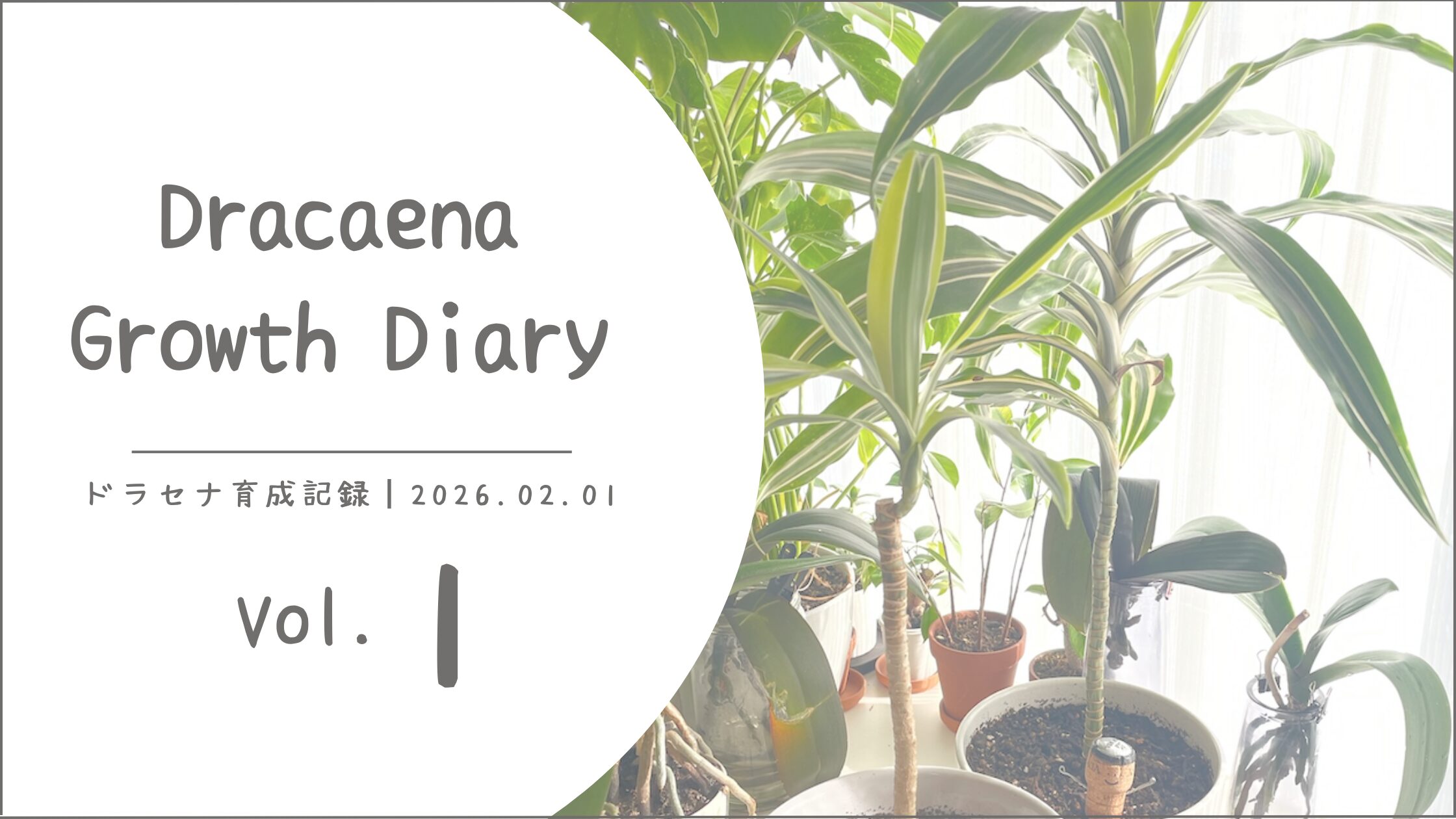 ドラセナ育成vol.1｜静かな冬と、春を待つ時間