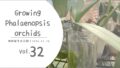 胡蝶蘭育成記録 Vol.32｜苔なし管理で迎えた冬、花芽の様子