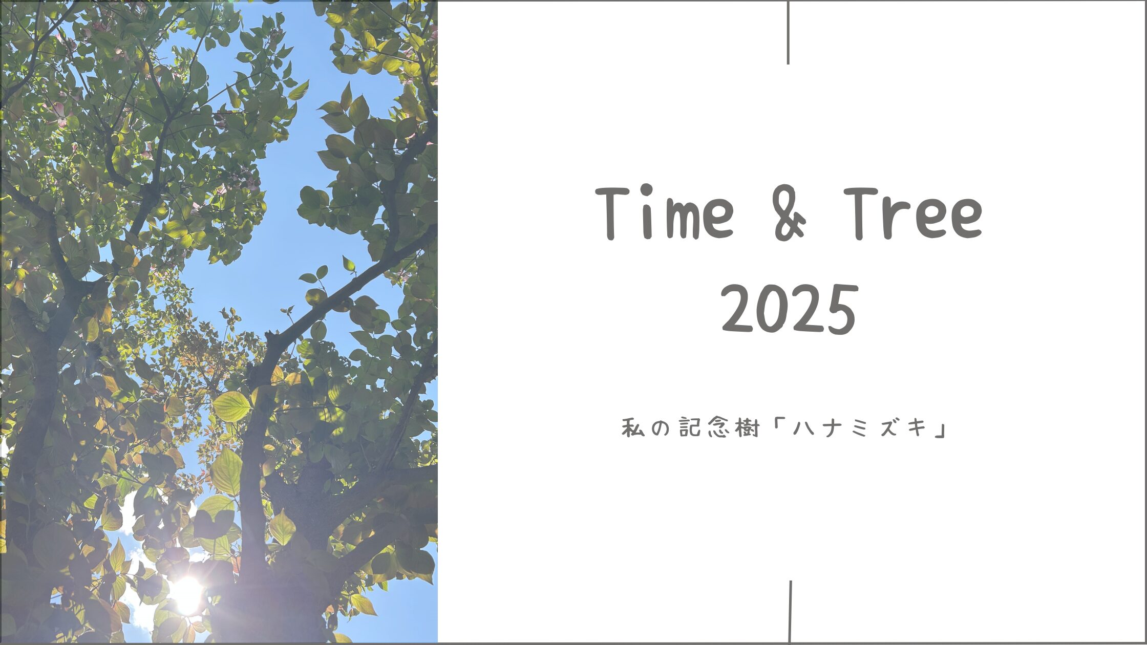 ハナミズキの記念樹｜今年も満開に！足元にはクリスマスローズ