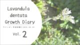 デンタータラベンダー育成記録vol.2┃春風にゆれる花穂たち