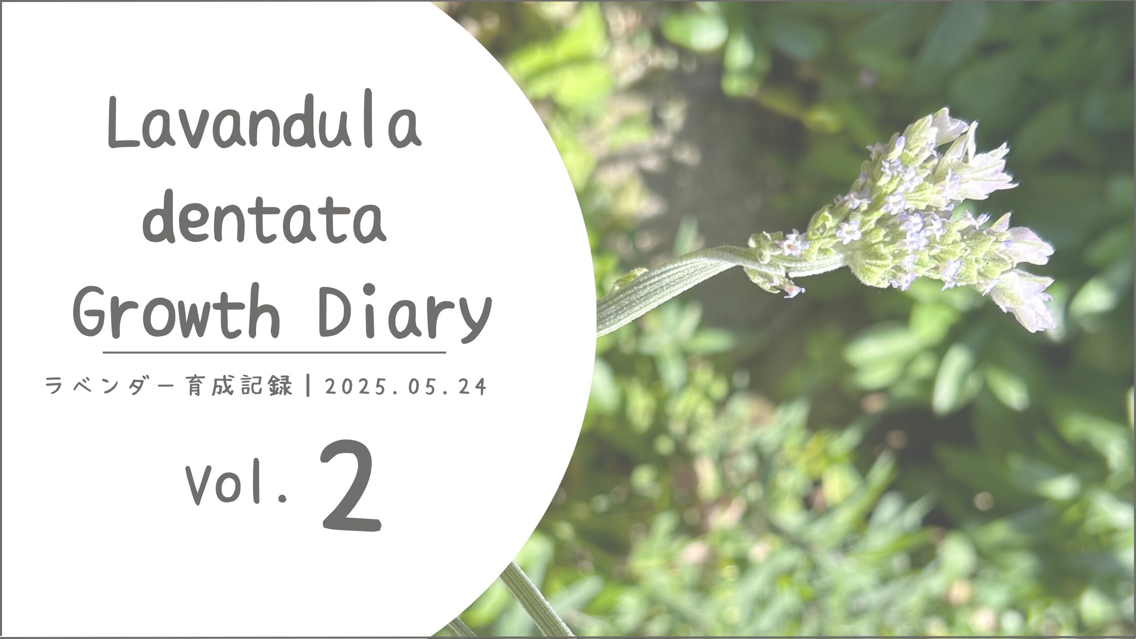 ラベンダー育成記録アイキャッチ画像