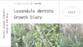 デンタータラベンダー育成2025┃春の花と、あとから気づいたこと