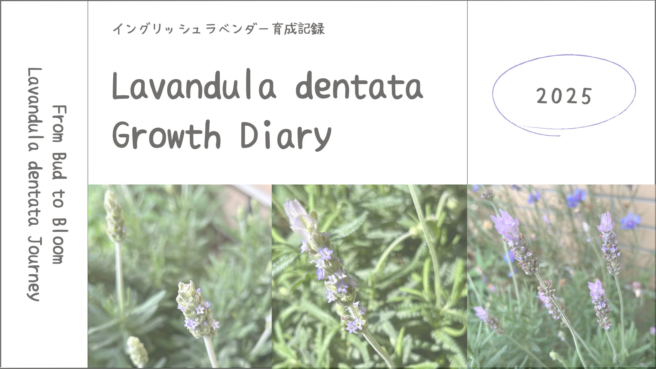 デンタータラベンダー育成2025┃春の花と、あとから気づいたこと