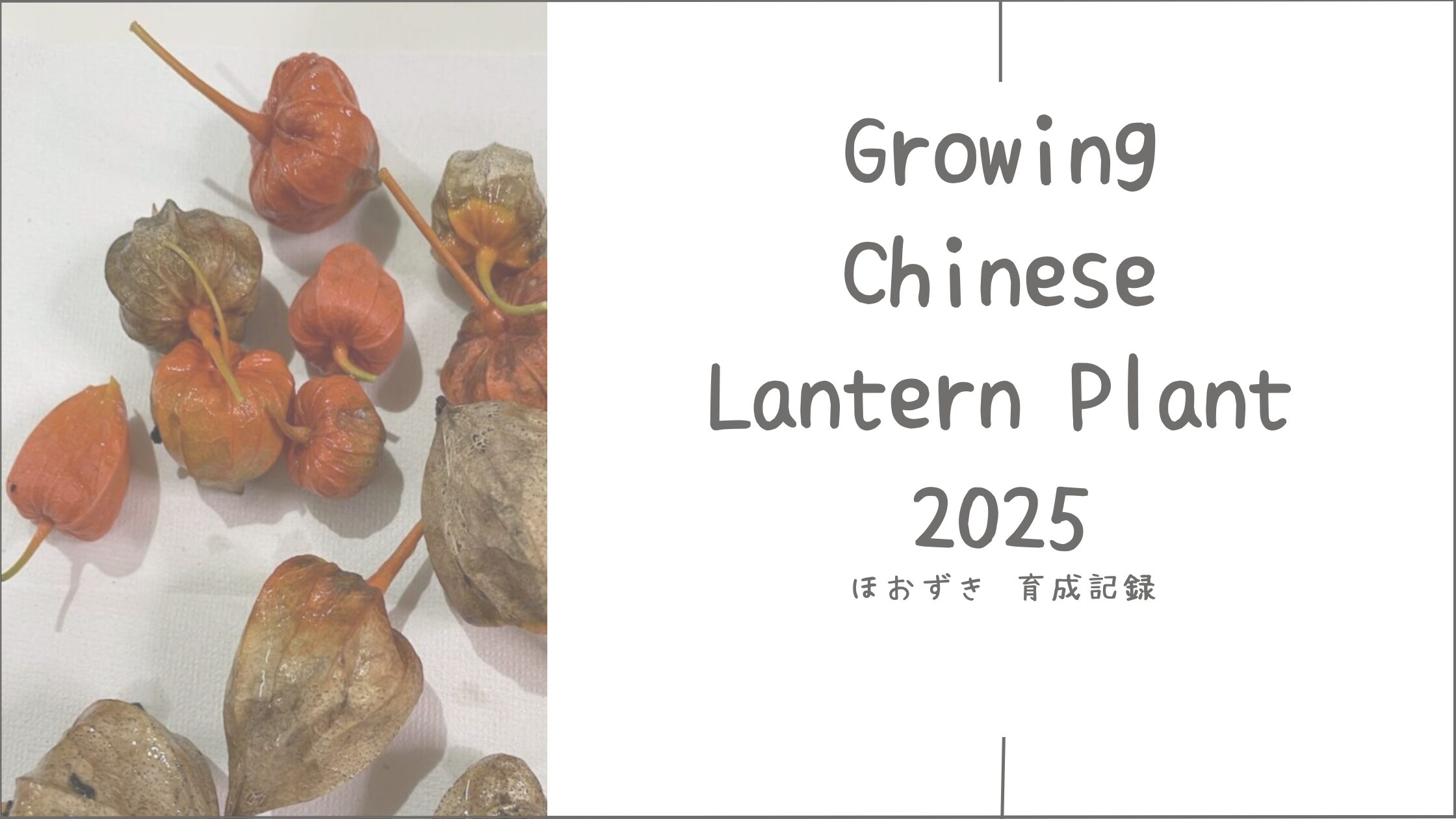 ほおずき育成2025｜庭で育てた、やさしい季節のおぼえ書き