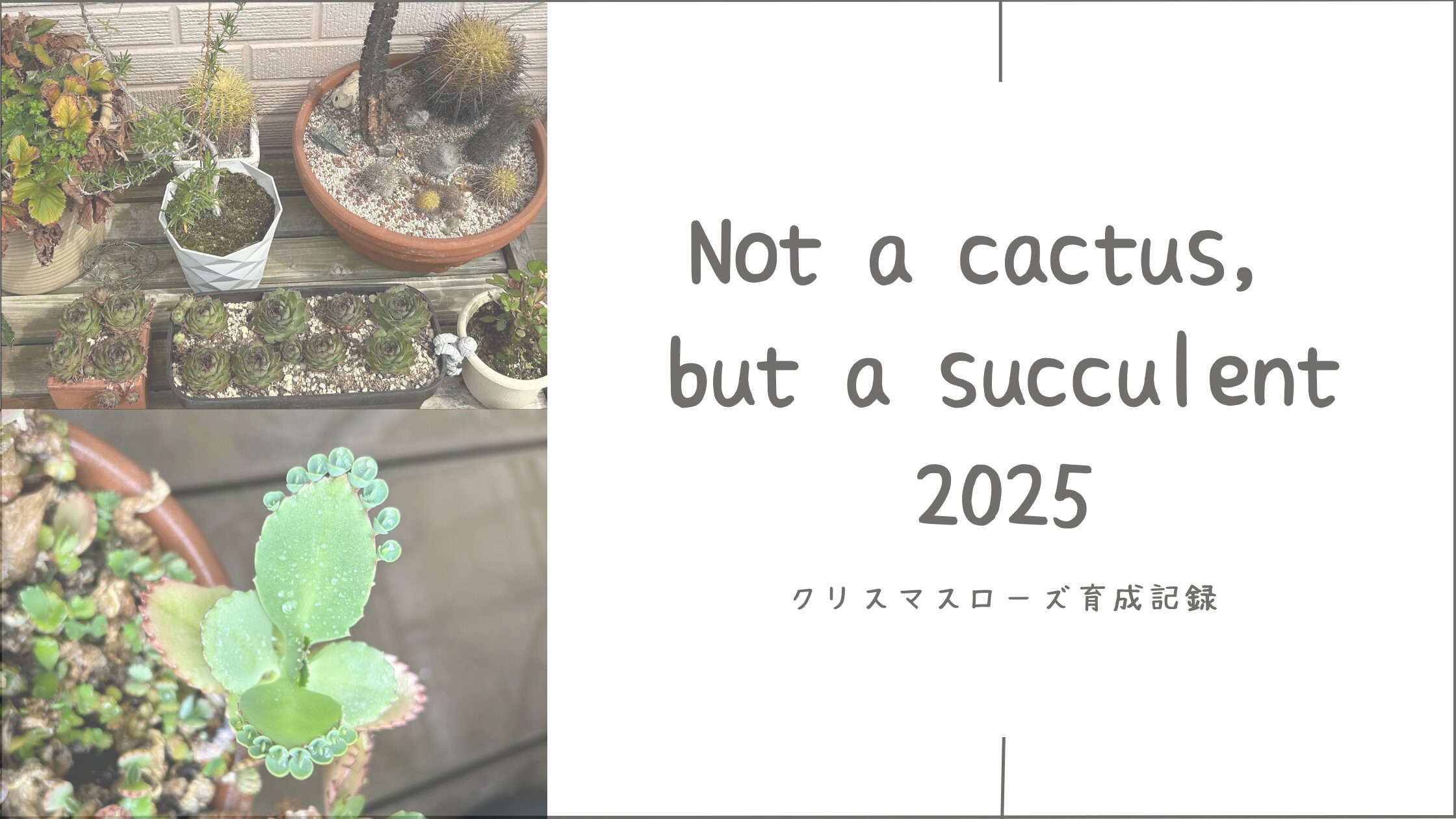 多肉植物育成2025｜サボテンだと思っていた植物の記録
