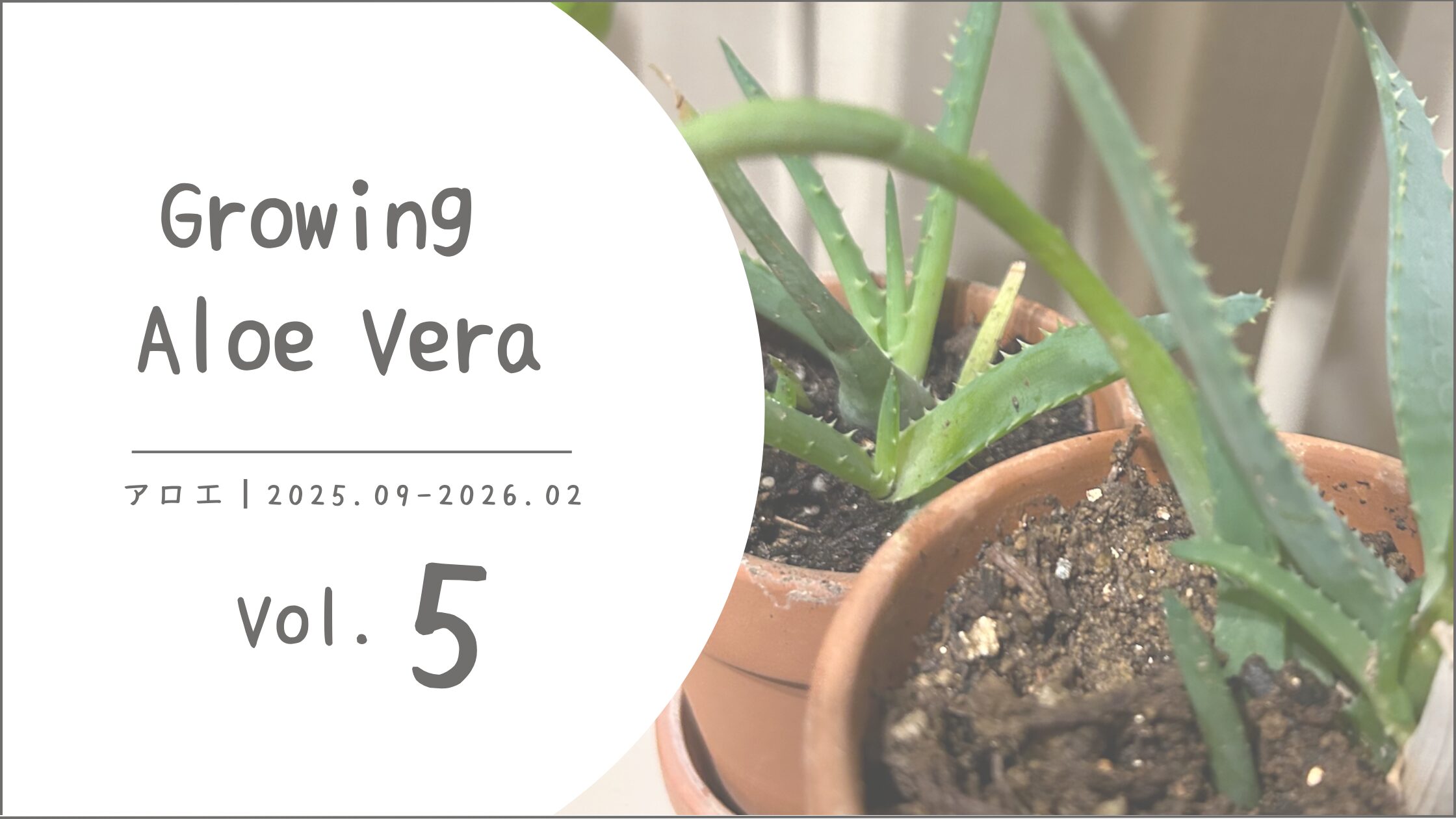 アロエ育成vol.5┃冬越ししたアロエ、その後の様子