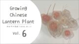 ほおずき育成vol.6｜透かし鬼灯の完成と失敗の記録