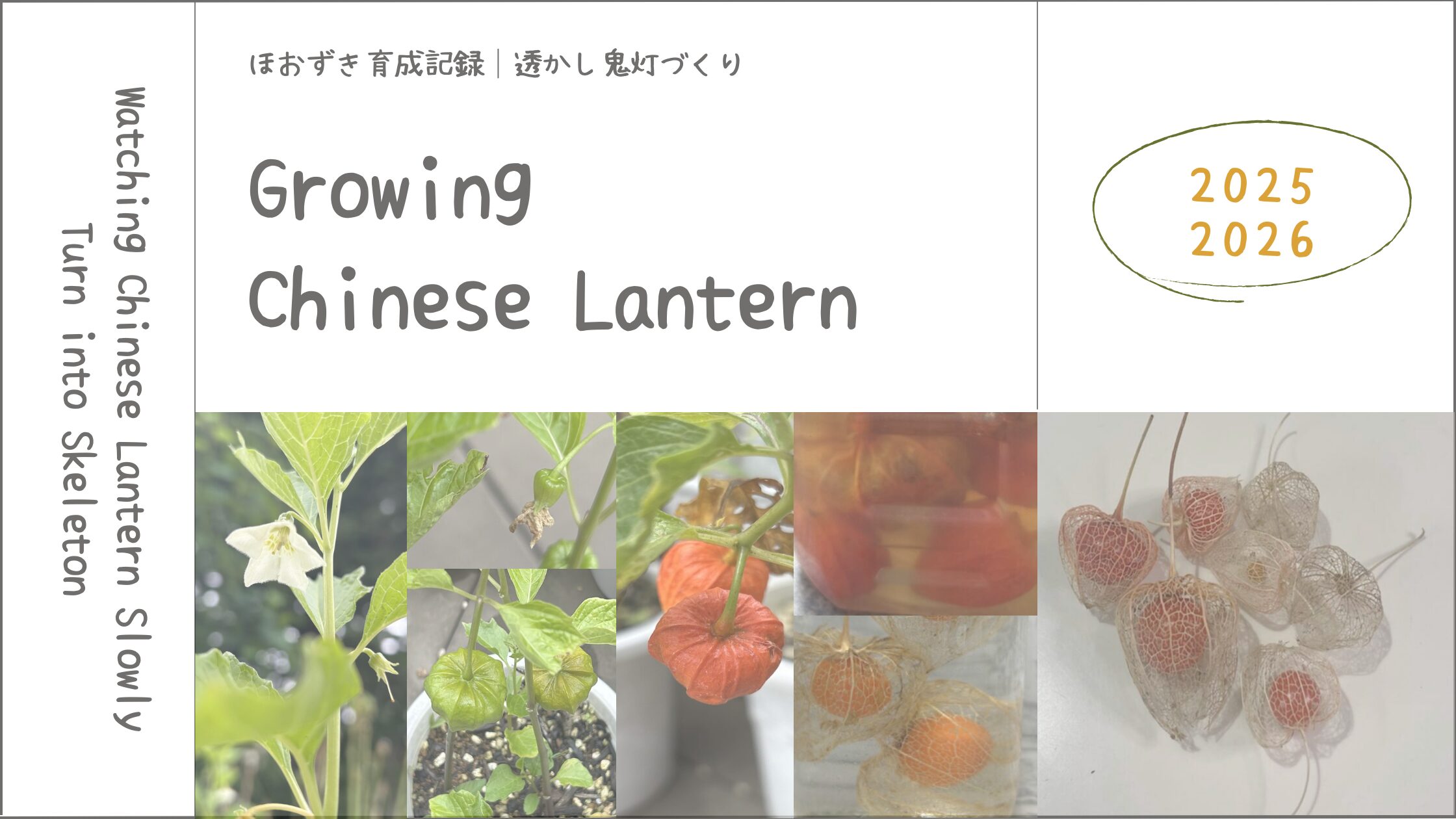 透かし鬼灯作り｜収穫の違いで変わった仕上がりの記録