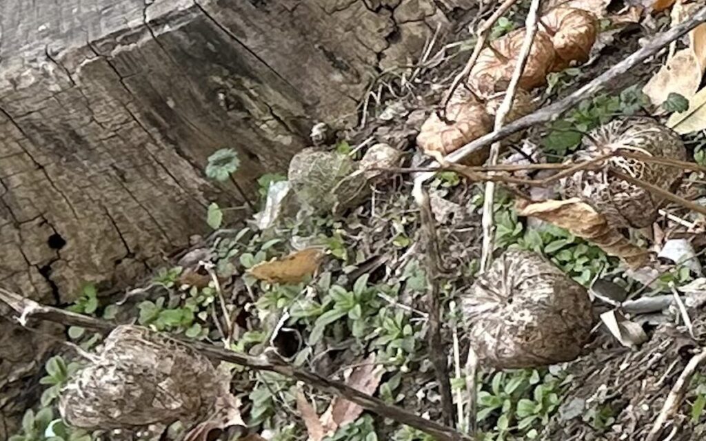 ほおずき｜地植え育成の枯れた実
