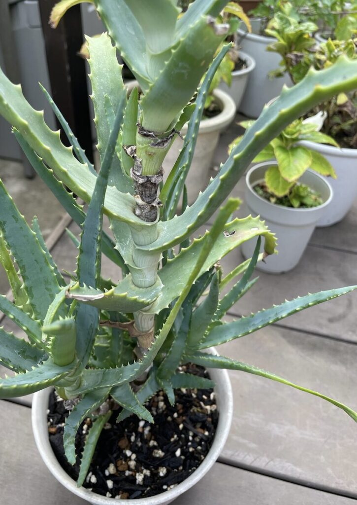 アロエ｜お庭で育てている鉢植え