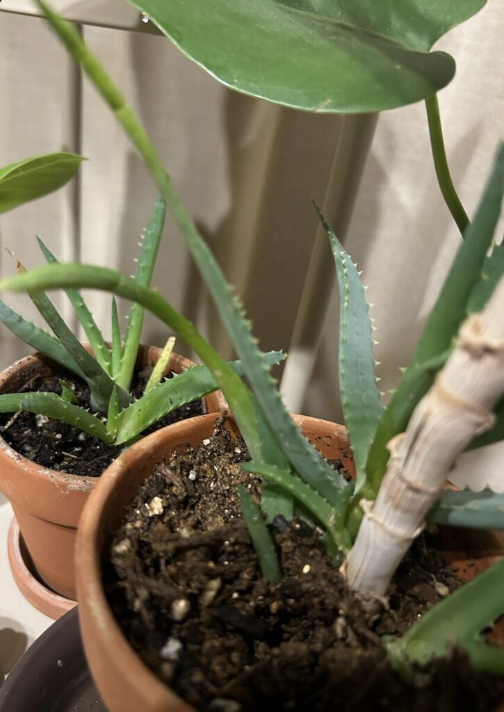アロエ｜新芽が成長している様子