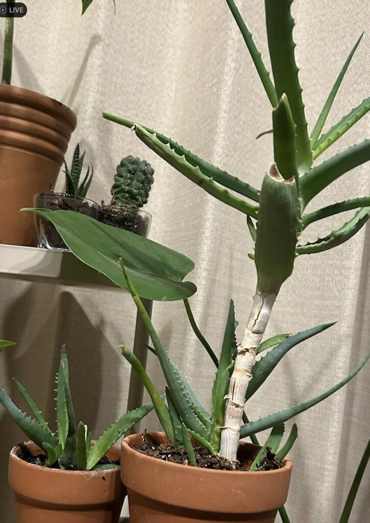 アロエ｜室内で育てている様子