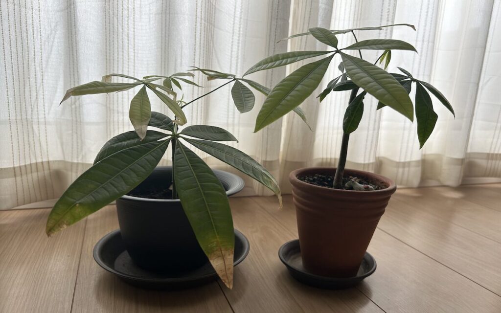 パキラ｜鉢植育成