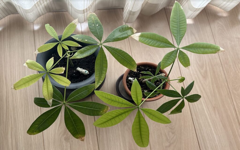 パキラ｜黄緑色の不揃いの葉っぱたち