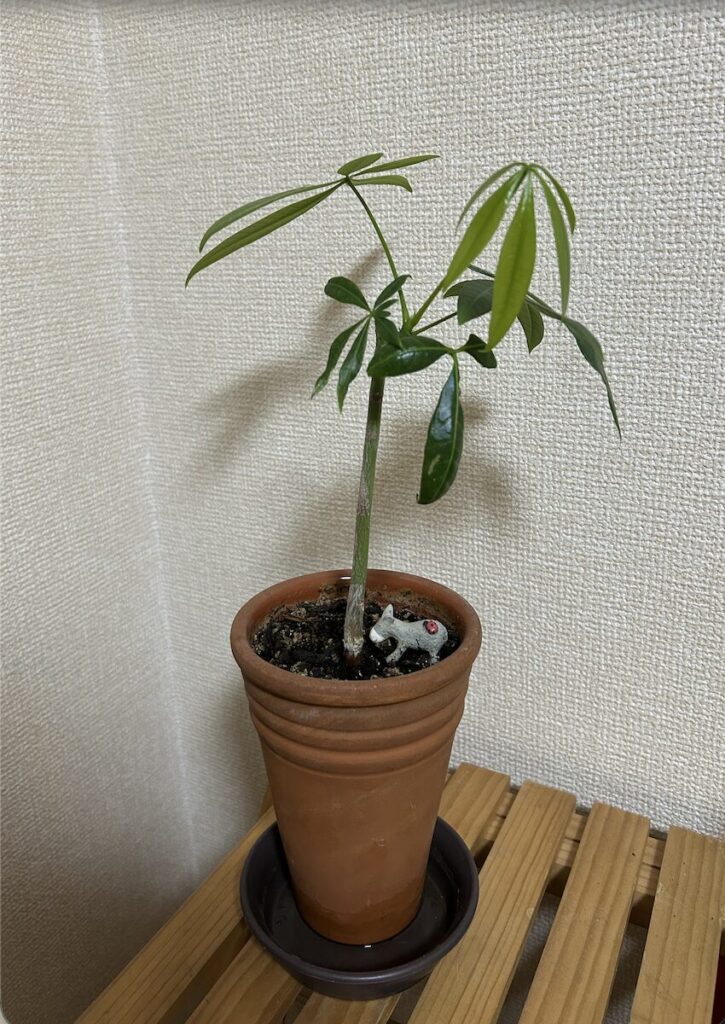 パキラ｜鉢全体の様子。新芽と弱々しい不揃いの葉っぱ