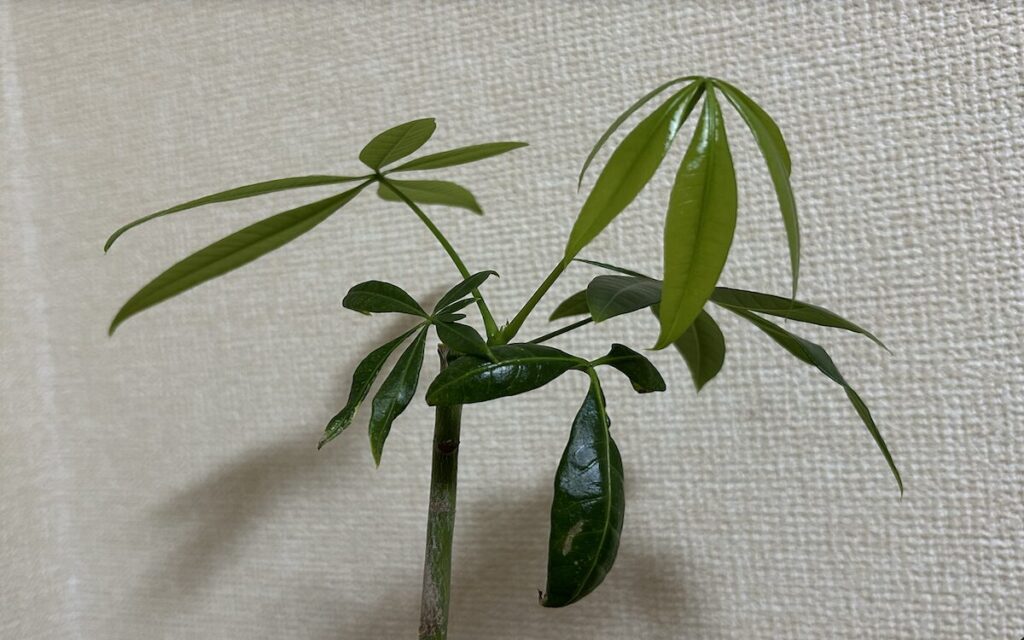 パキラ｜新芽と弱々しい不揃いの葉っぱ