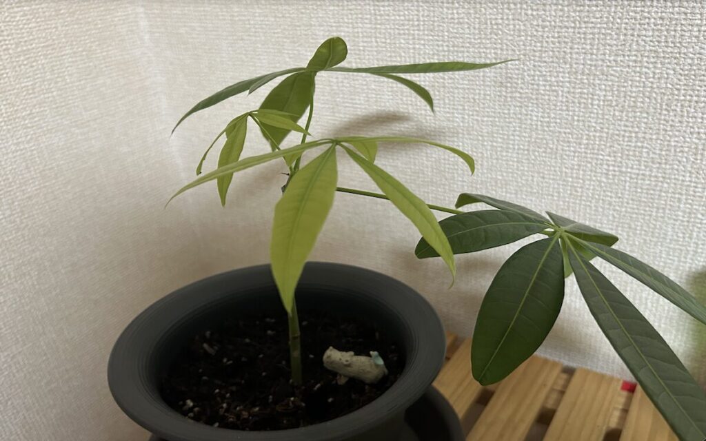 パキラ｜黄緑色と横に広がる葉っぱ