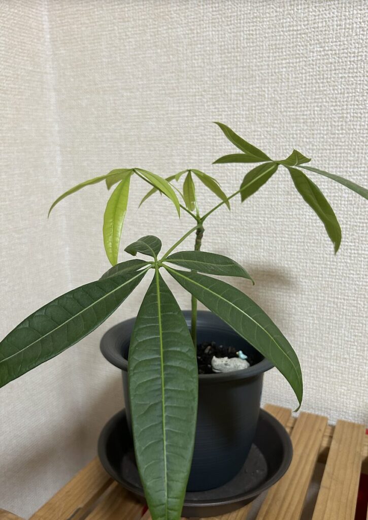 パキラ｜鉢全体の様子。黄緑色と横に広がる葉っぱ