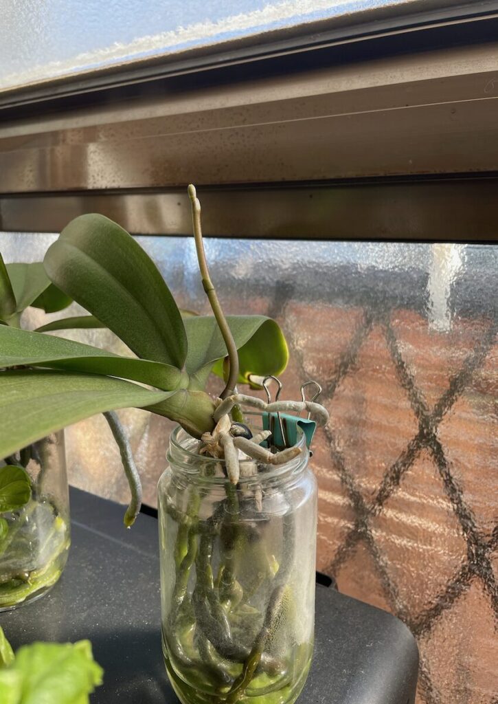 胡蝶蘭|苔なし管理でガラス容器に固定した株と冬に伸び始めた花芽