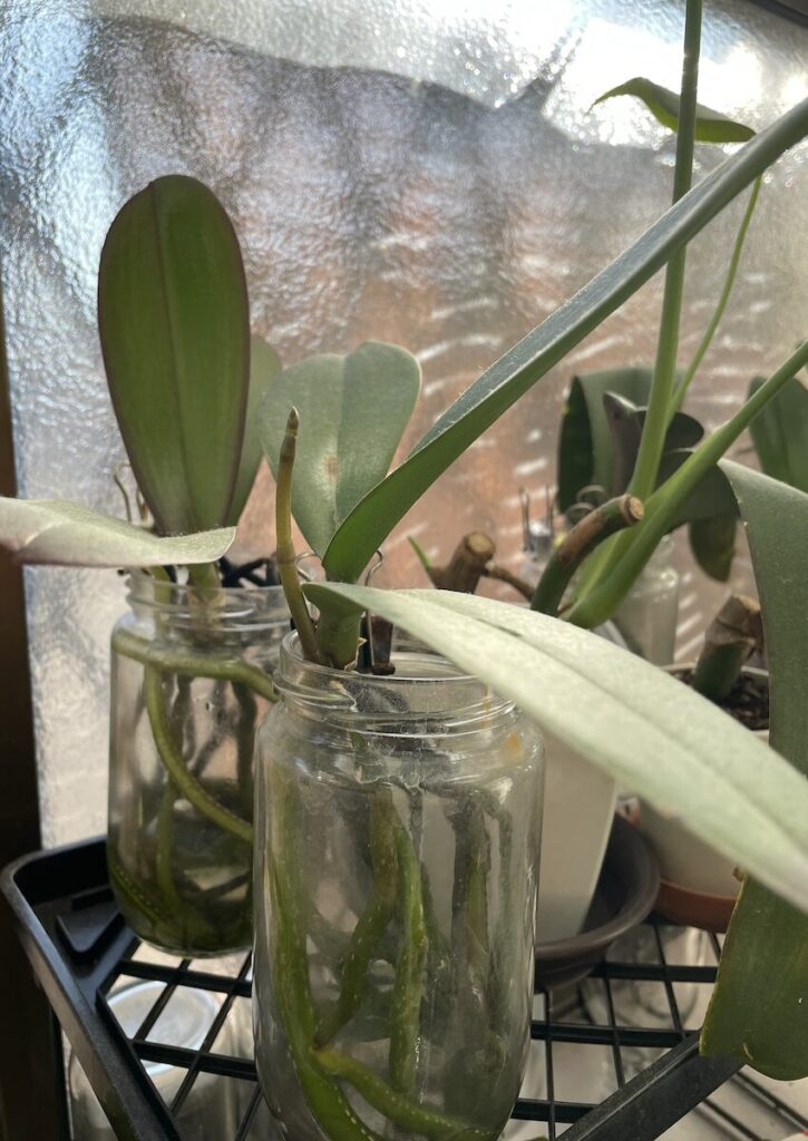 胡蝶蘭|苔を使わずガラス容器で管理している複数株の冬の様子