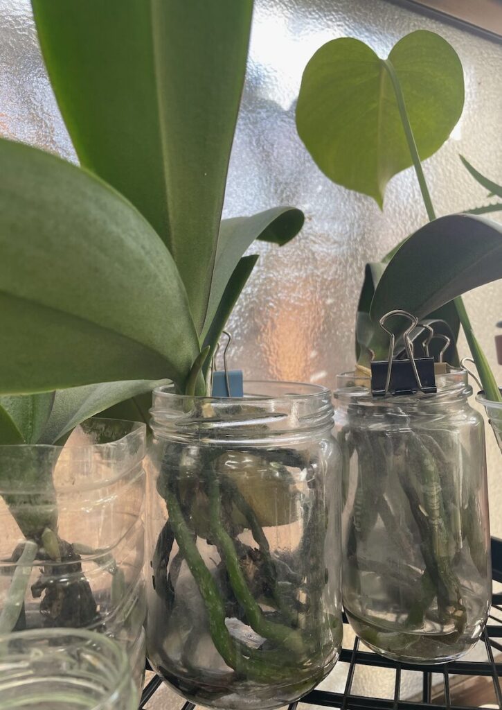 胡蝶蘭|苔なし管理で複数株をガラス容器に分けて育成している様子