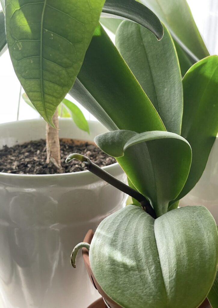 胡蝶蘭|苔なし管理でも張りを保っている葉の様子