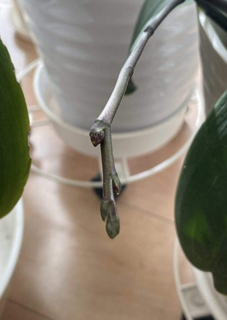 胡蝶蘭|苔なし管理で確認できたつぼみ