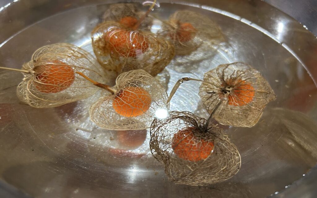 ほおずき｜地植育成の枯れた実を水に浮かべている様子