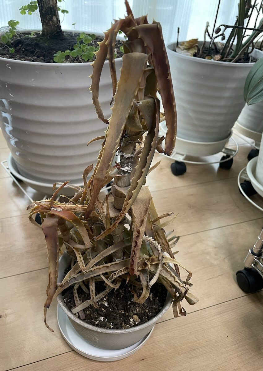 冬越し後に弱ってしまったアロエの様子