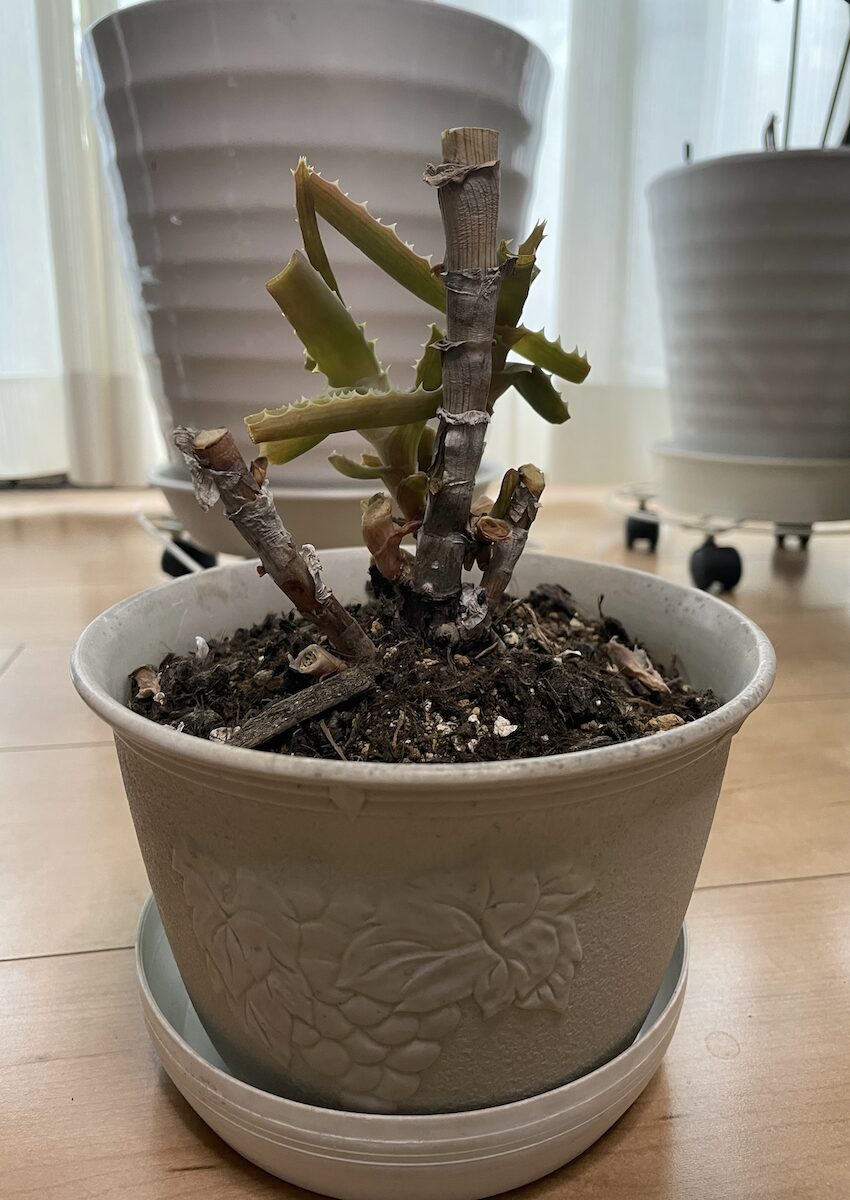 カット後のアロエの様子