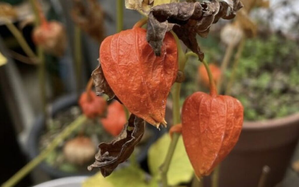 ほおずき｜鉢植えで育つ実のアップ