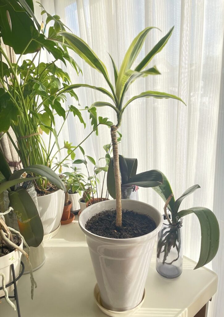 ドララセナ｜窓辺に置いた鉢植えのドラセナ全体の様子。自然光を受けて葉が大きく広がっている