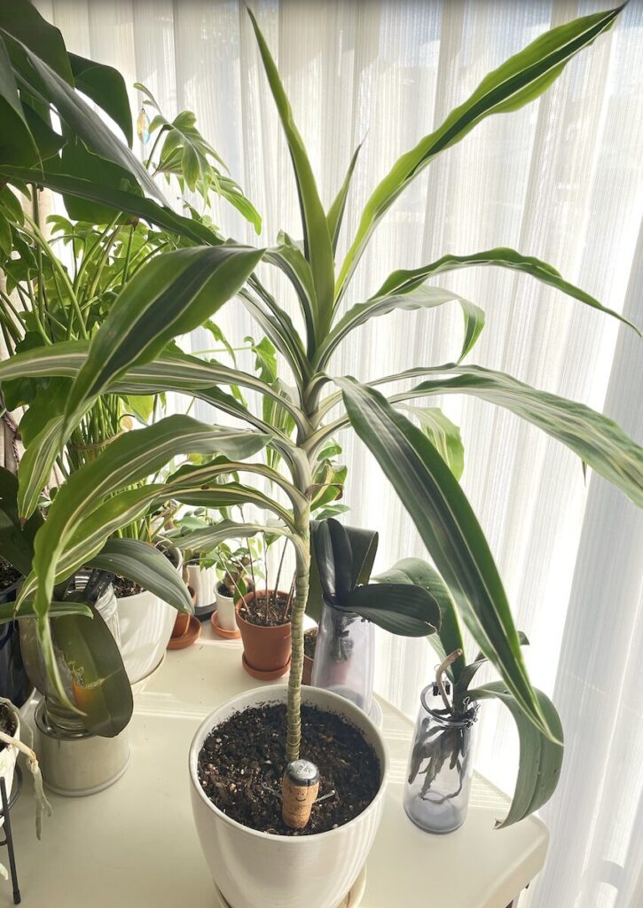 ドララセナ｜鉢植え育てている観葉植物
