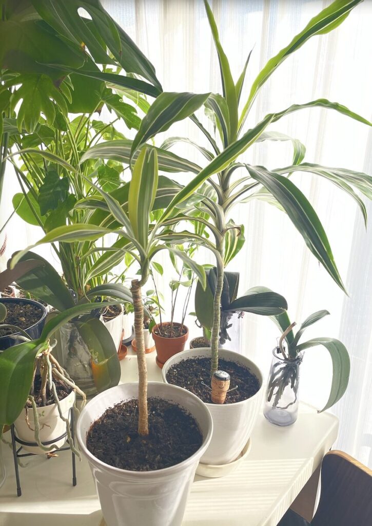 ドララセナ｜他の観葉植物と並んで窓辺に置かれたドラセナ
