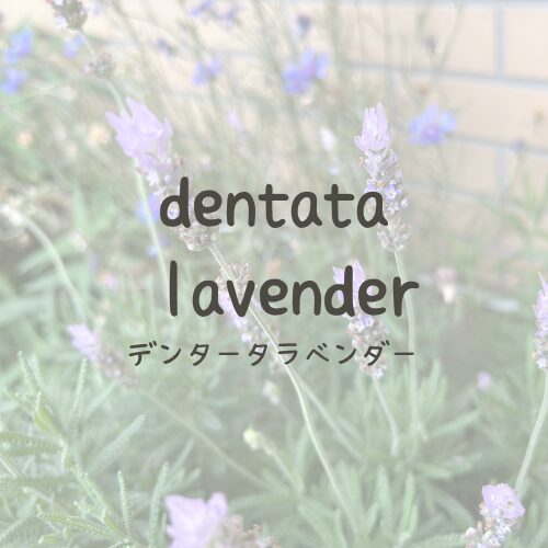 dentata lavender