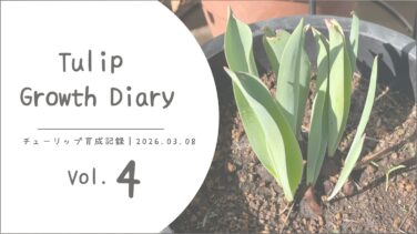 チューリップ育成記録 vol.4｜地植えから鉢植えへ。小さなお引っ越し