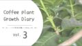 コーヒーノキ育成vol.3┃蕾？20年育てて、ふたたびの開花に期待