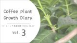 コーヒーノキ育成vol.3┃蕾？20年育てて、ふたたびの開花に期待