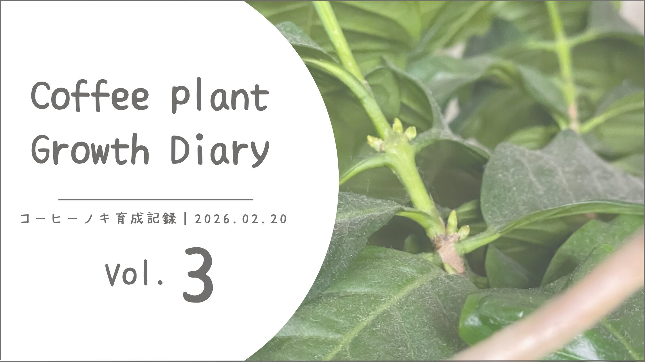コーヒーノキ育成vol.3┃蕾？20年育てて、ふたたびの開花に期待
