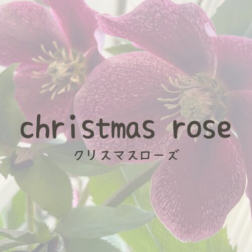 christmas rose-