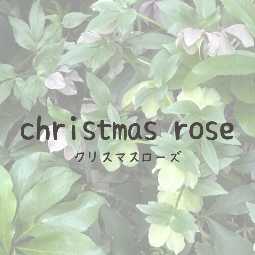 クリスマスローズ|カテゴリーリンク画像