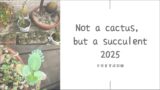 多肉植物育成2025｜サボテンだと思っていた植物の記録