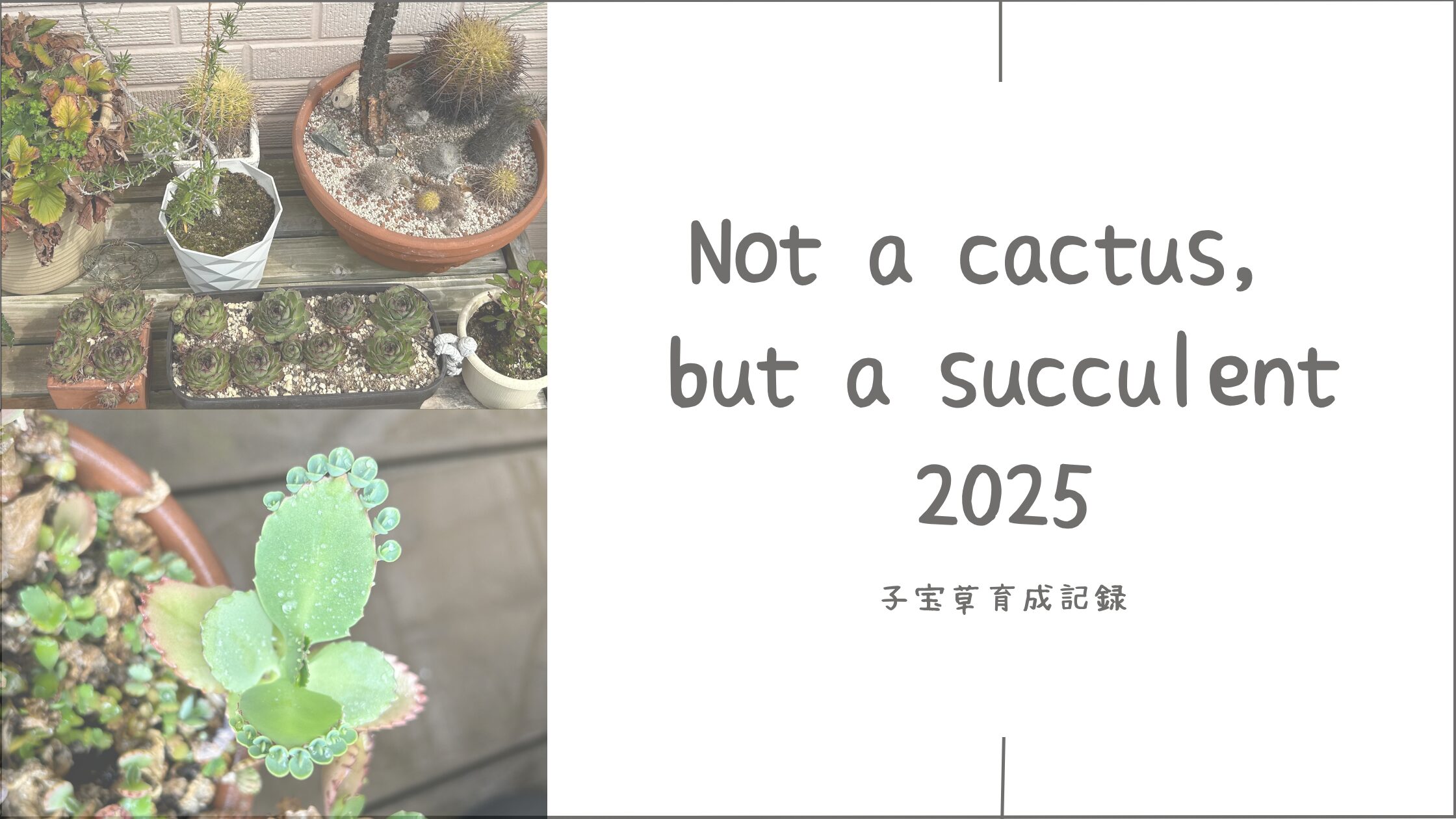 サボテン・多肉植物育成記アイキャッチ画像