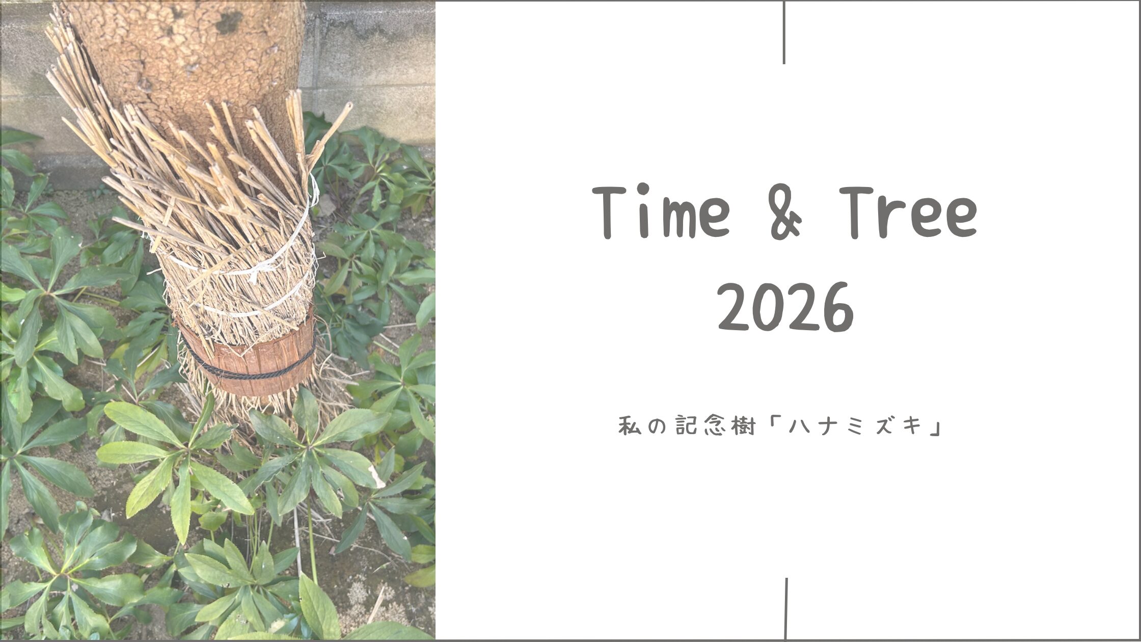 ハナミズキ育成記アイキャッチ画像